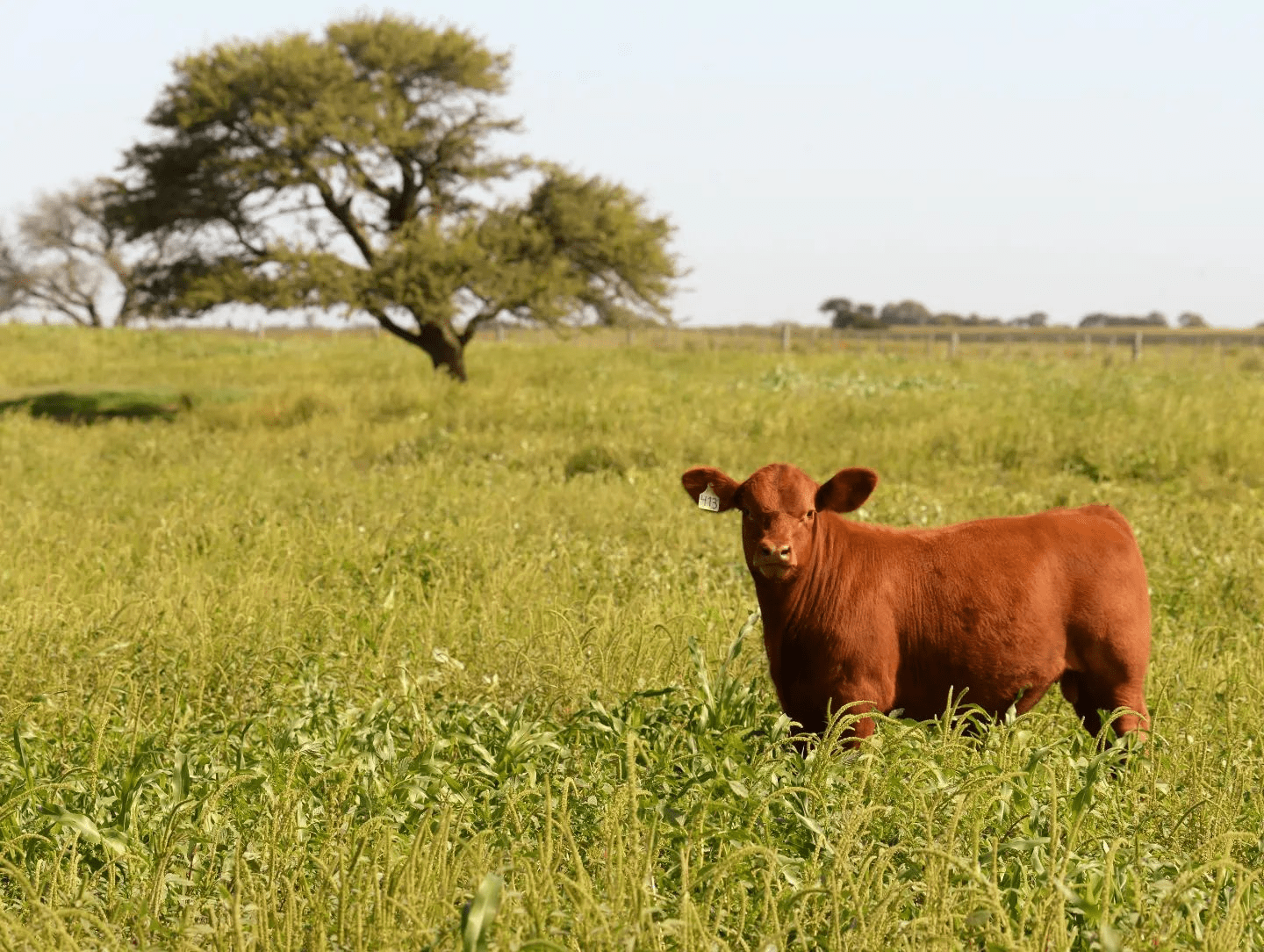 站在时光肩头的阿根廷牛肉