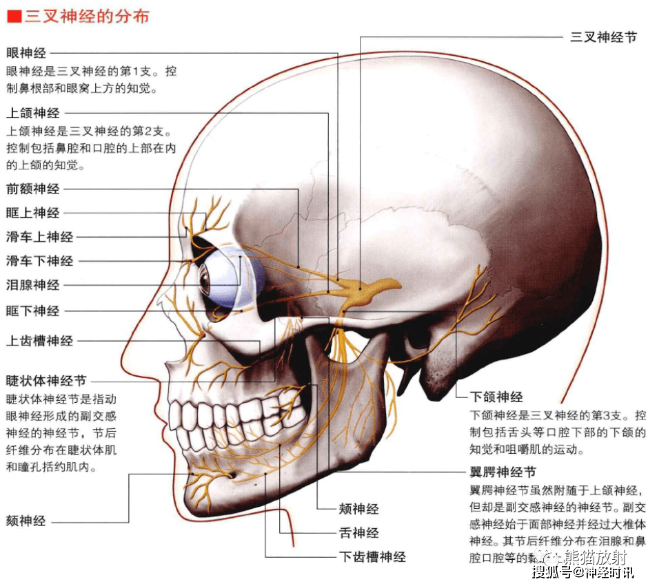 3d解剖丨头颈部,颅脑,满是干货速收藏