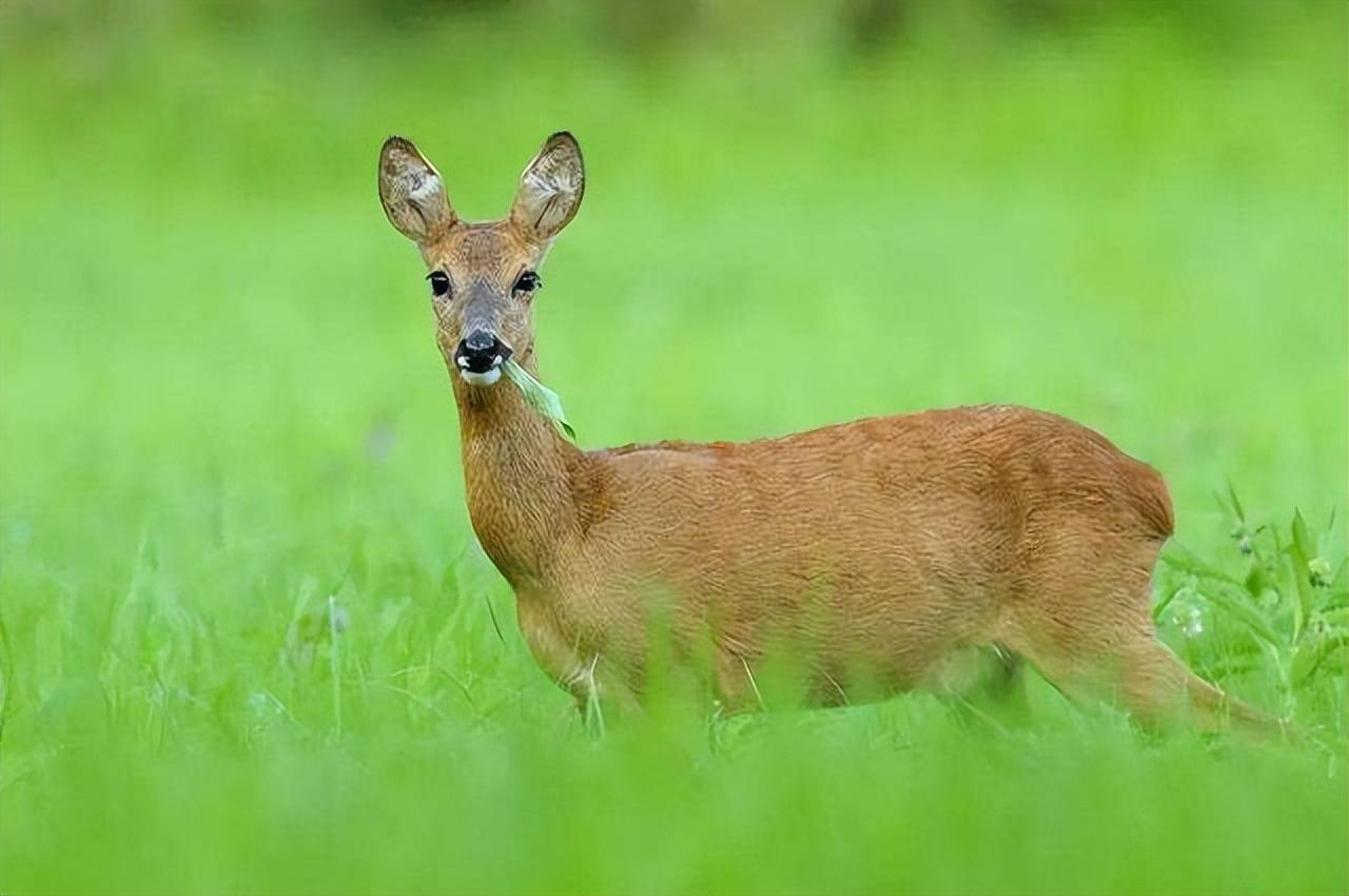 目前我国还没有发现有亚种的白狍,在内蒙古发现的那