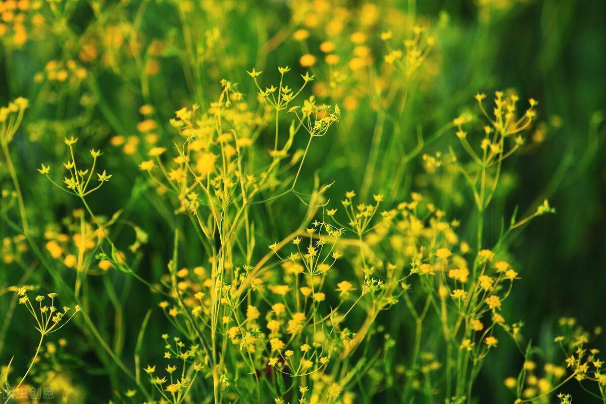 原创中药材种植与管理柴胡