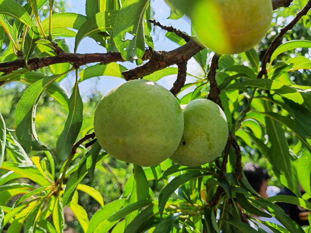 水果界的绿宝石——蜂糖李_李子_蜂蜜_种植
