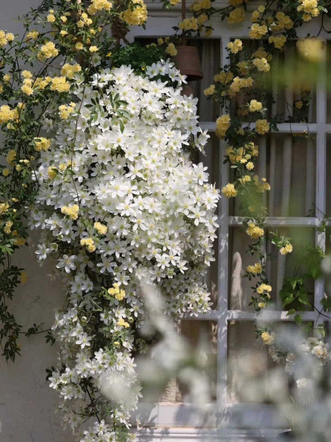 火热的夏天,不妨打造一座清凉的白色花园._凌霄花_心灵_支持性