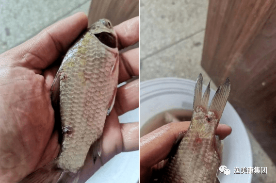 锚头蚤杀不死,药物不背锅!消灭锚头蚤远离这几大雷区!_寄生_繁殖_池塘