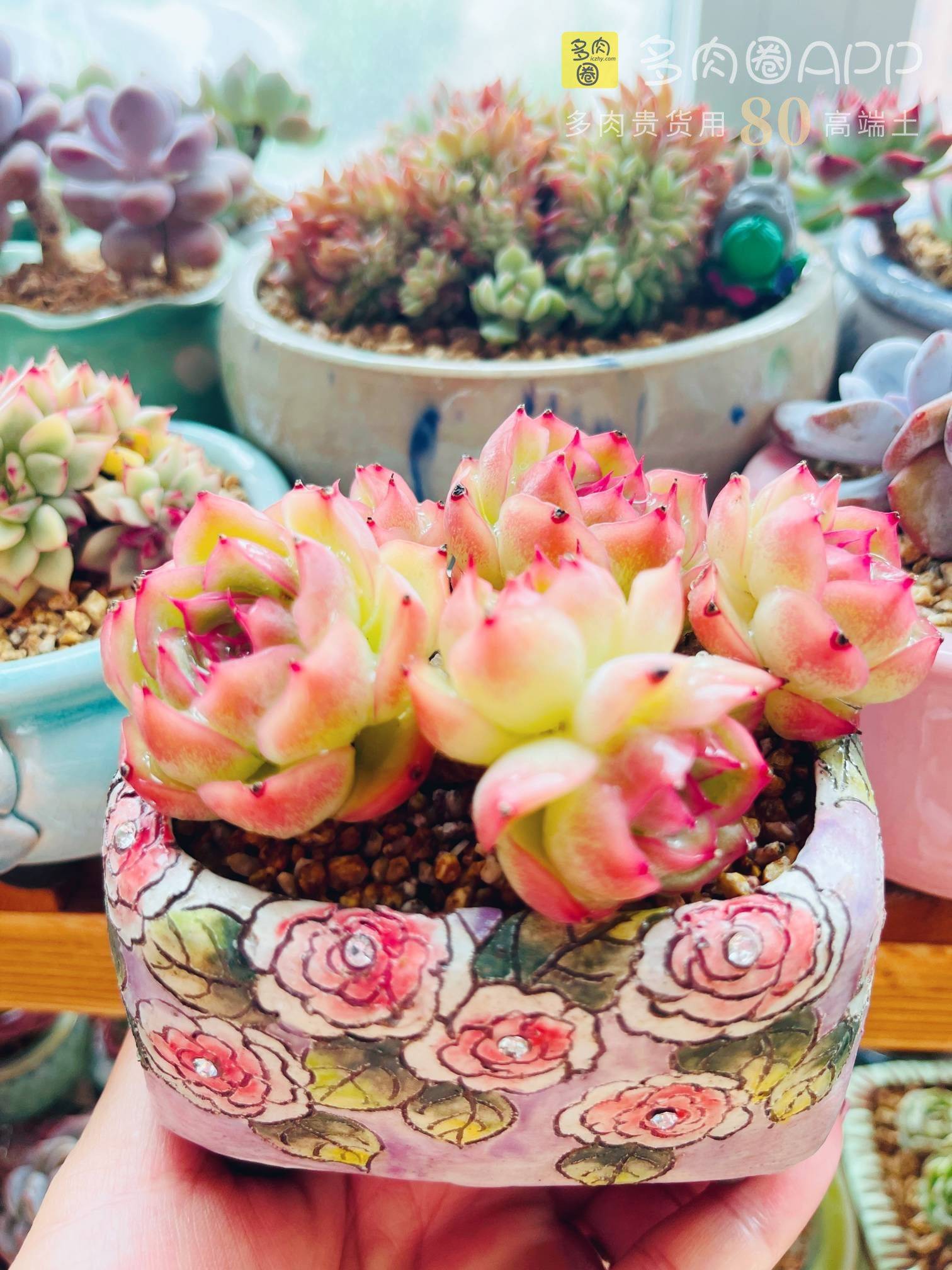 多肉植物喜欢什么样的土 选对土让肉肉更好 船长80土值得拥有 土壤 根系 花市