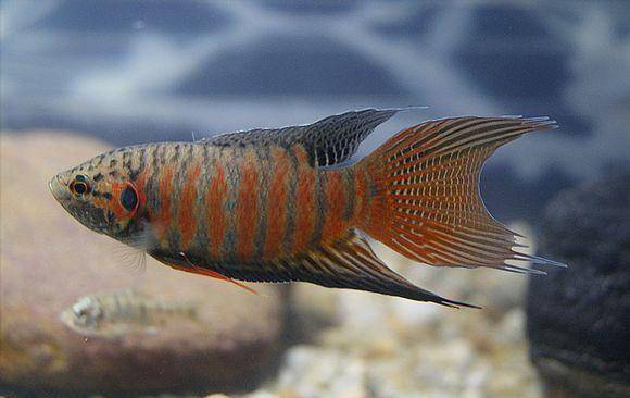 过去农村水沟里捉来喂鸭的"菩萨鱼"有啥用呢?_公鱼_漂亮_小鱼