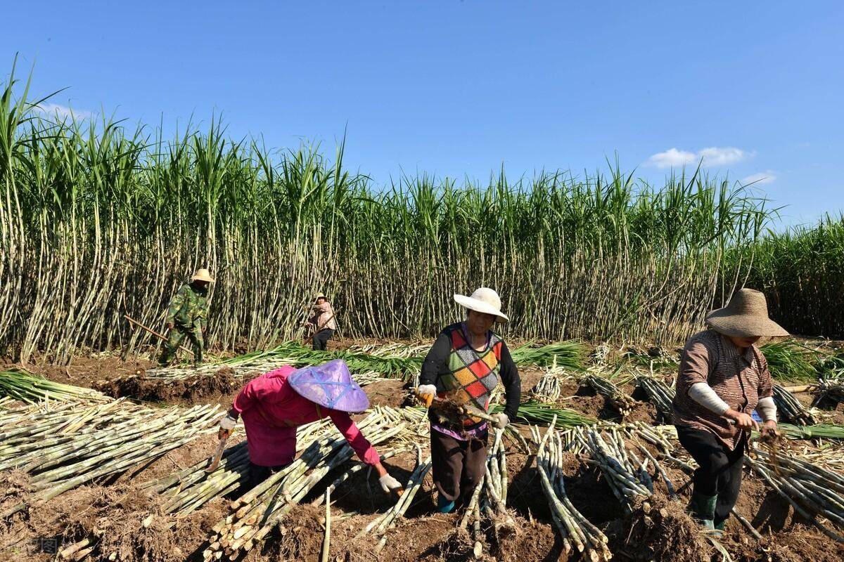原创广西来宾妇女砍甘蔗一天可赚300元比种甘蔗还赚钱不过真累