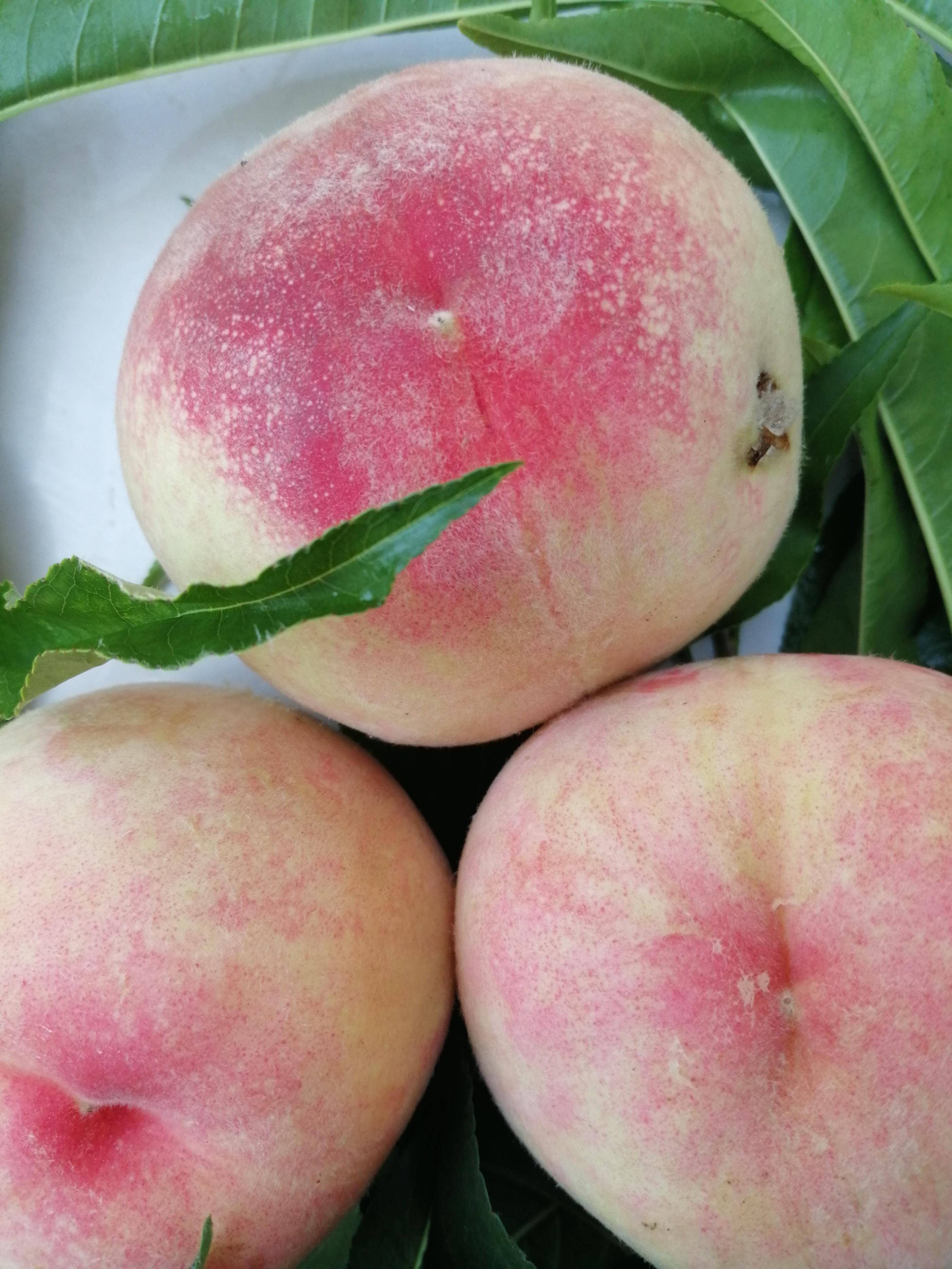 美丽乡村行平凉二沟水蜜桃上市满村尽是蜜桃香