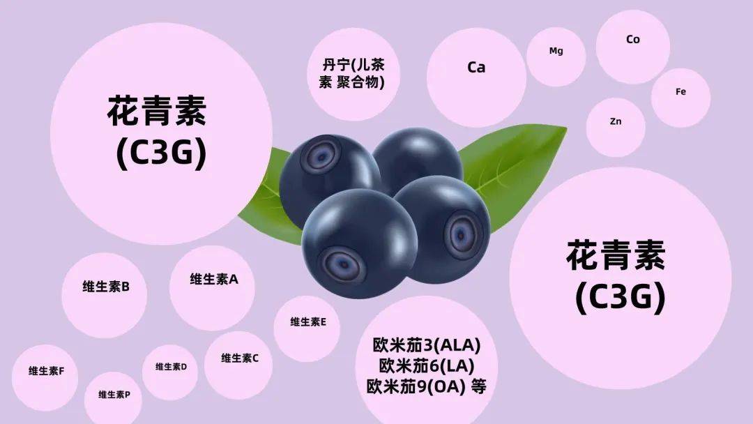 人类已发现,不老莓的特殊健康功效,为欧洲王室成员所喜爱.