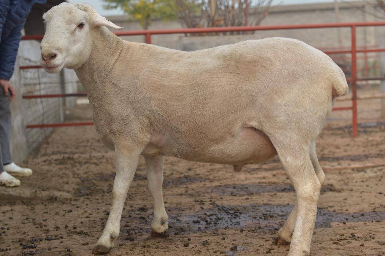 2021农业农村重大新产品黄淮肉羊新品种