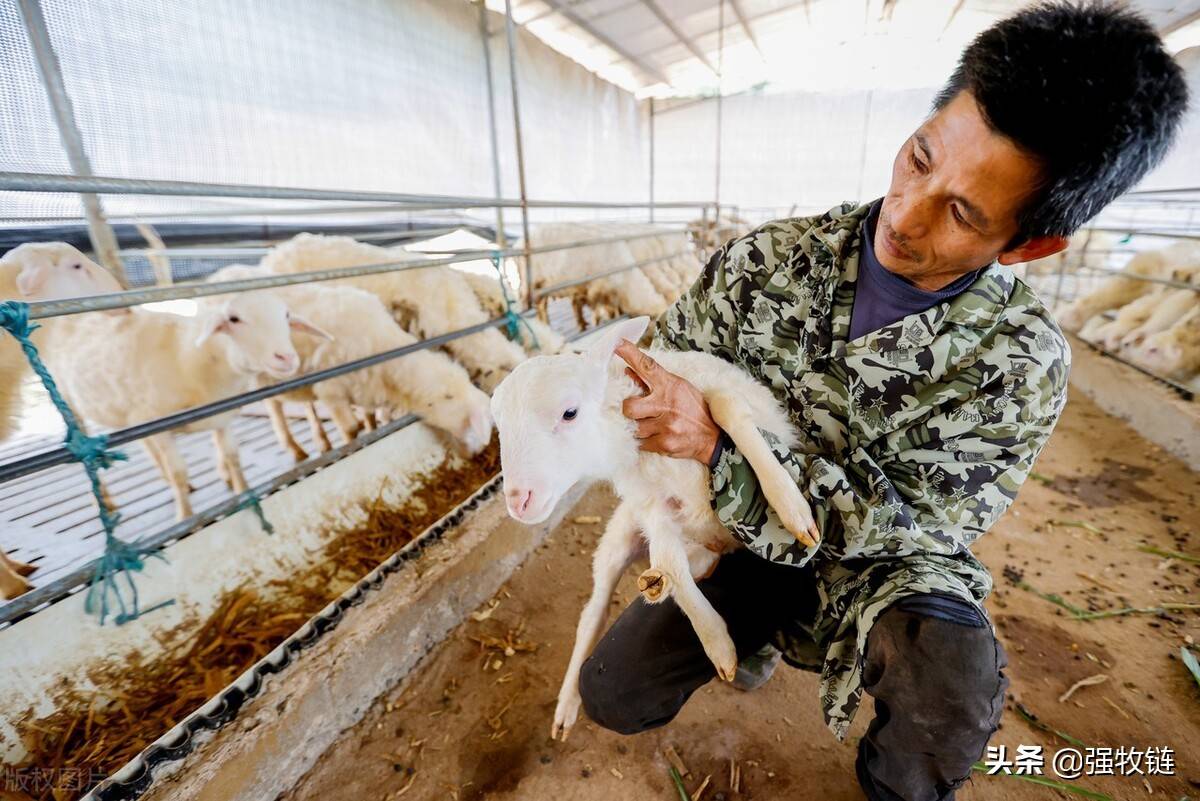 母羊_进行_精饲料