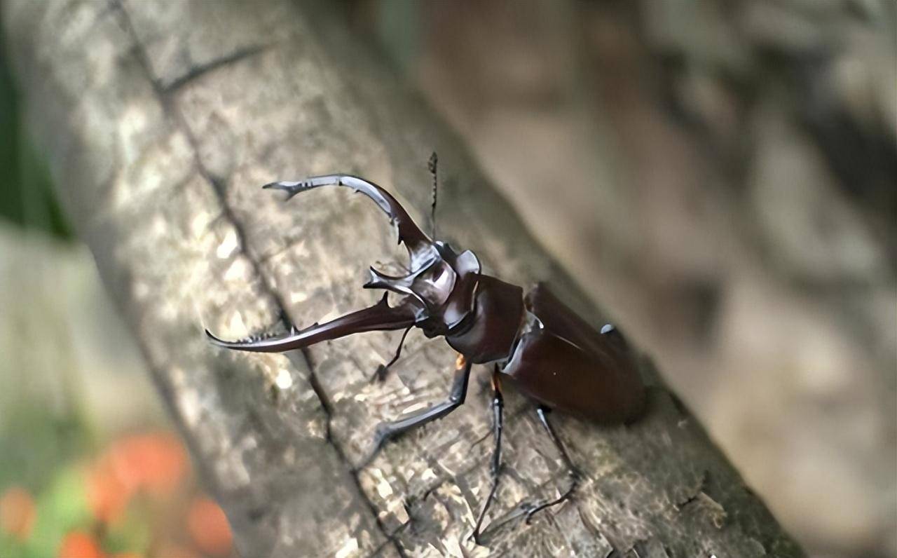 发现国内最大型锹甲品种,可达9厘米,属二级保护动物_昆虫_牛姆林_深山