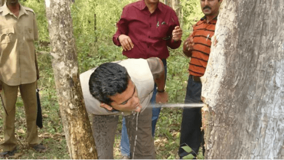 南美洲一种神奇的树,仿佛绿色的水塔,堪称人们的"生