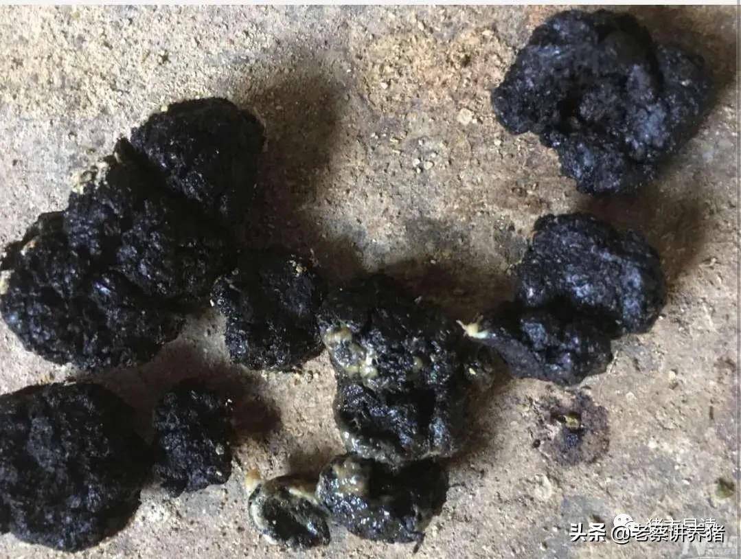 猪突然不吃料怎么办先看体温和粪便