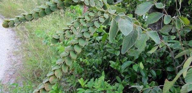 这种植物名叫"排钱树"有活血散瘀的功效,若是见到请珍惜_农村_小优_不