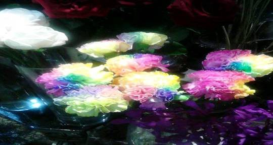 七色花的主要人物及特点是什么 珍妮 兰妮娅 愿望