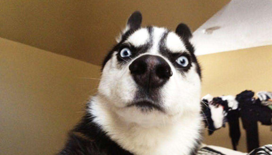 主人故意在二哈面前搂着女友,接下来二哈的反应,大家憋住别笑_狗狗