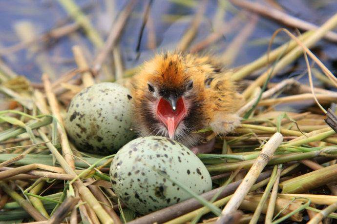 四川一村民捡回6枚野鸡蛋,孵化后被判刑!