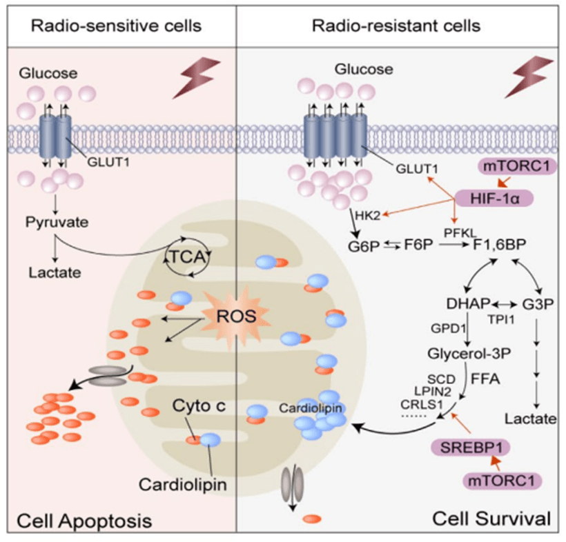 百趣代谢组学资讯:代谢流与脂质组手段探究肝癌细胞抗放疗真相_葡萄糖_合成_抵抗