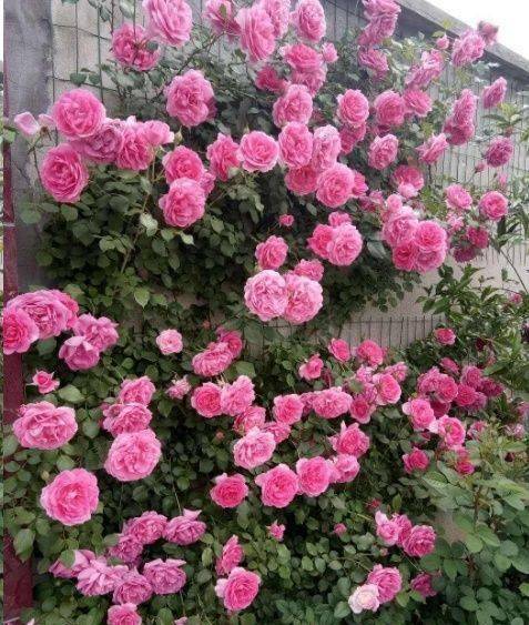 如何区分月季是爬藤的还是灌木的?掌握此2点技巧就够了!