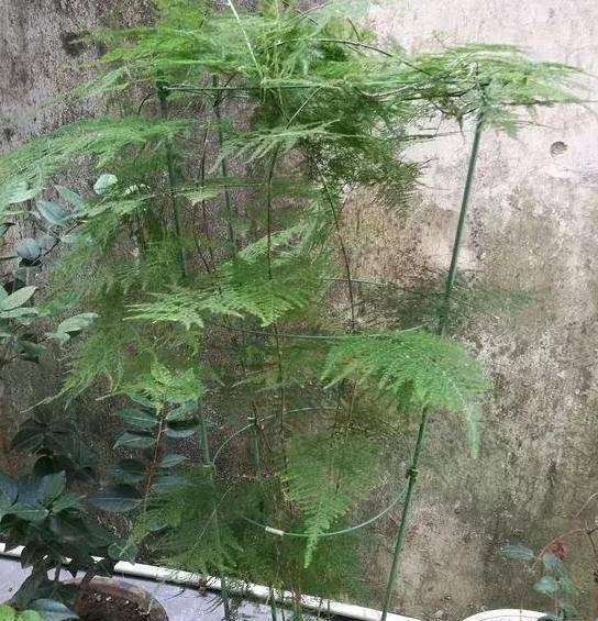 如何盆栽文竹,养成老桩盆景愉悦自己?