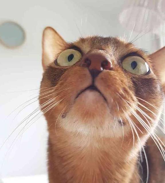 这种猫咪可能被哈士奇给附体了,举手投足间都像成了精的表情包_哈士奇