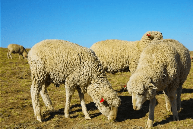 非凡十年镶黄旗察哈尔羊产业让牧民走上致富羊关大道