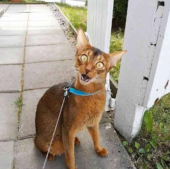 这种猫咪可能被哈士奇给附体了,举手投足间都像成了精的表情包_哈士奇