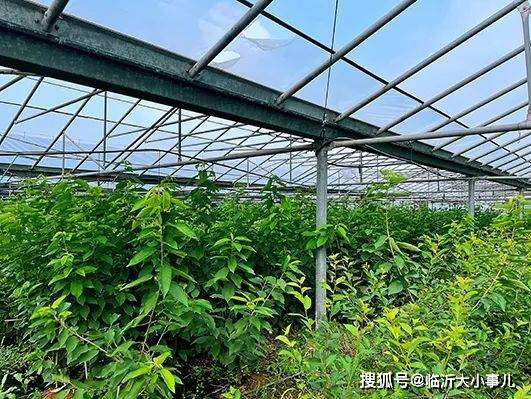 刘登堂引种车厘子拓宽乡亲致富路