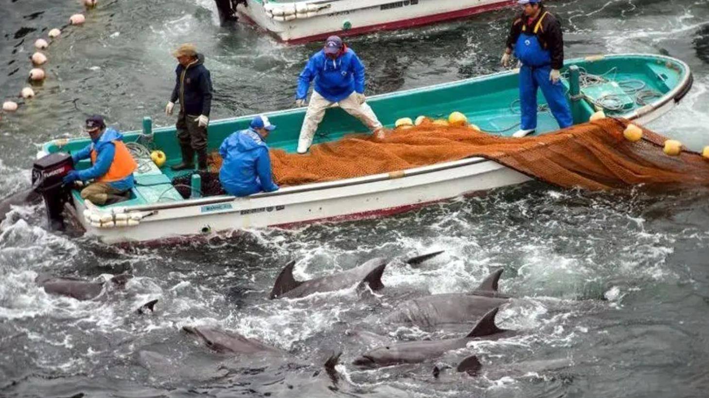 美国波托马克河重现海豚种群 - 2019年10月14日, 俄罗斯卫星通讯社