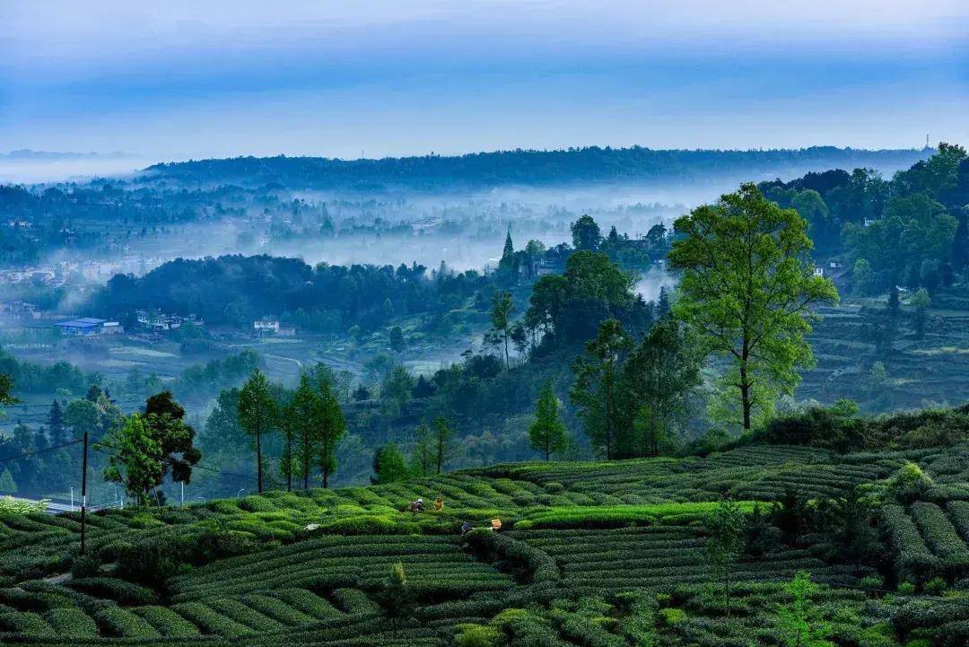 园区焕发新活力雨城区是"黑茶鼻祖"藏茶的发源地和川藏茶马古道的起始