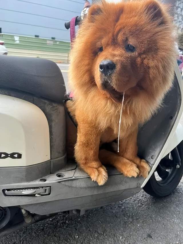 搭配它的放空表情呆萌十足隨著微風飄逸掛著一條長長的濃稠口水才發現