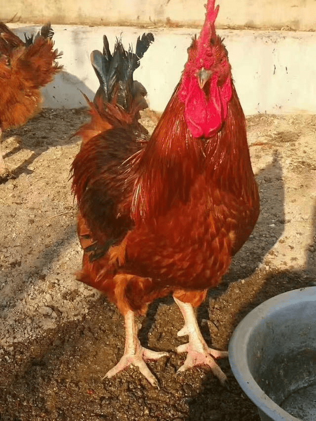 养鸡注意事项,蹬爪大技术要点介绍如下_管理_饲料_脚蹬子