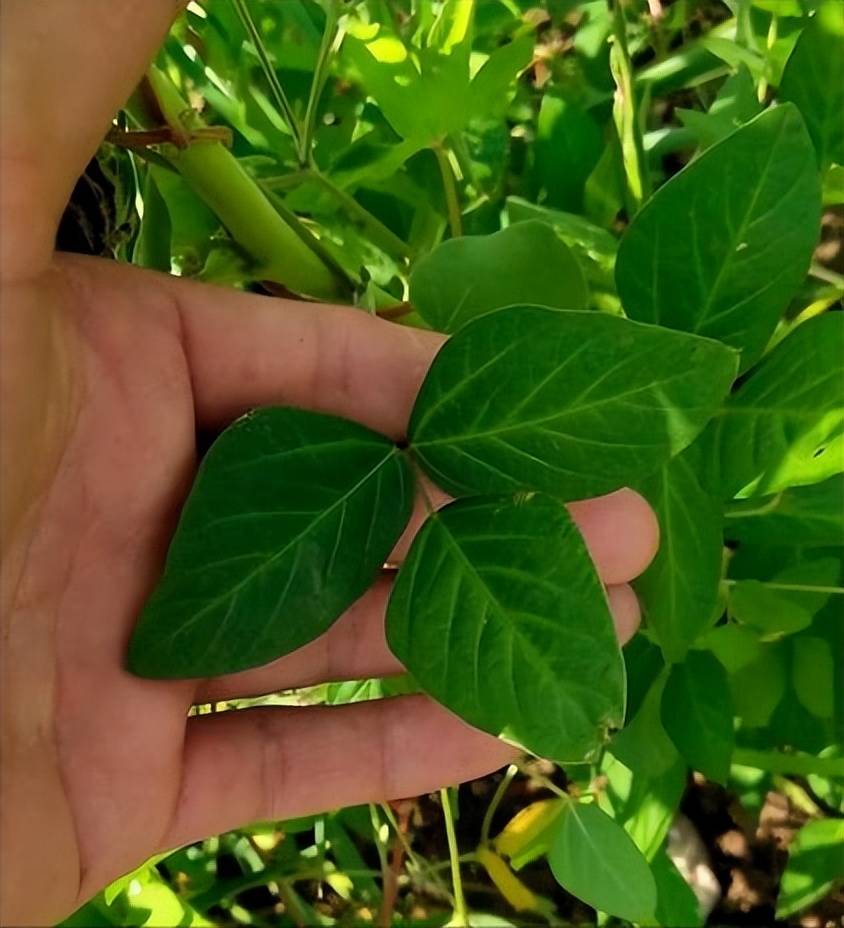 江苏泗洪发现600平罕见野生大豆!堪比雪莲珍稀,到底有何价值?