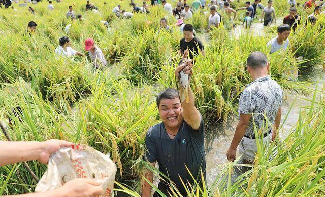 稻田养殖"禾花鱼",亩收益增加3000元,为何如今却无人问津了?