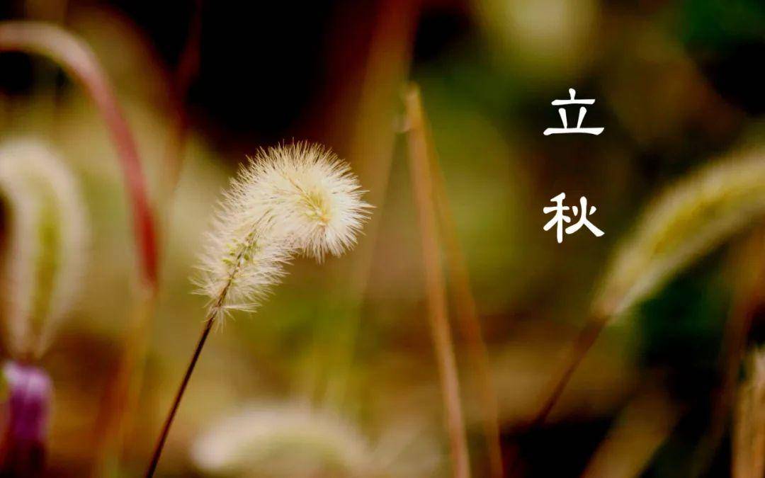 忽然梧叶落庭中,十首立秋的诗词,惟愿你此生一切安然顺遂!