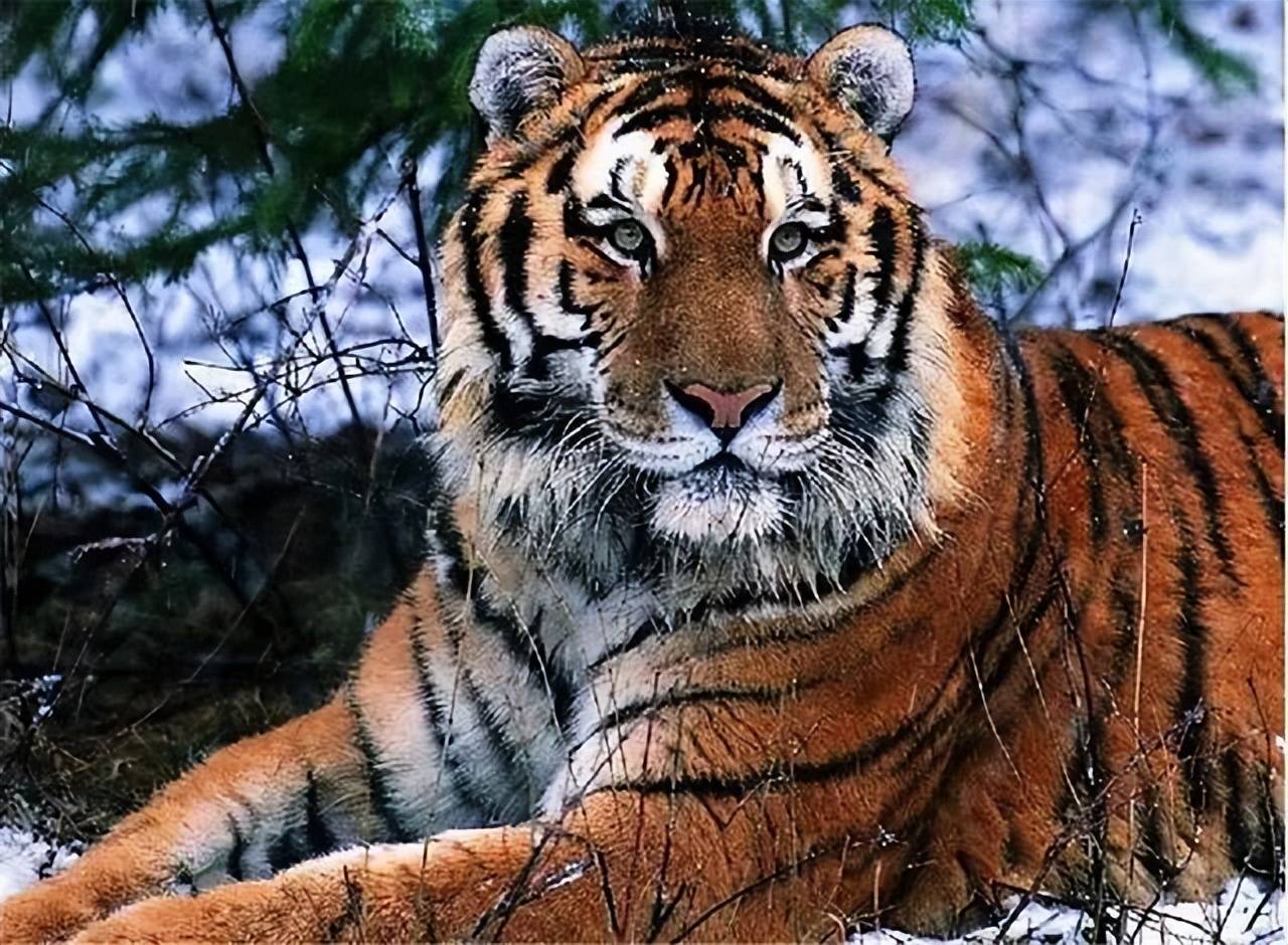 有人声称曾见过,新疆虎在荒漠的杨树林活动_老虎_地区_阿尔金山