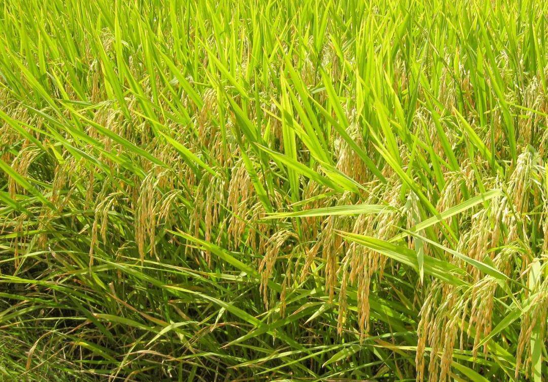 2022年如何精选水稻良种根据种植季节选择优质高效水稻品种