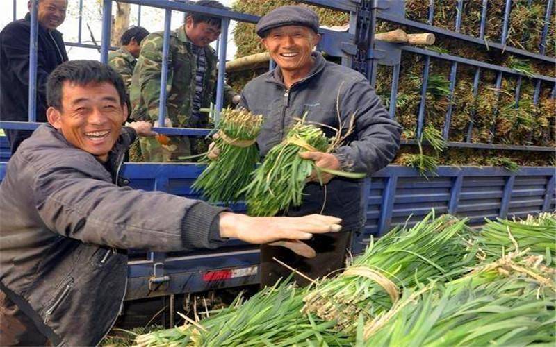 50歲的人老家有10畝土地,種植什麼,一年收入能超過10萬元_蔬菜_農村