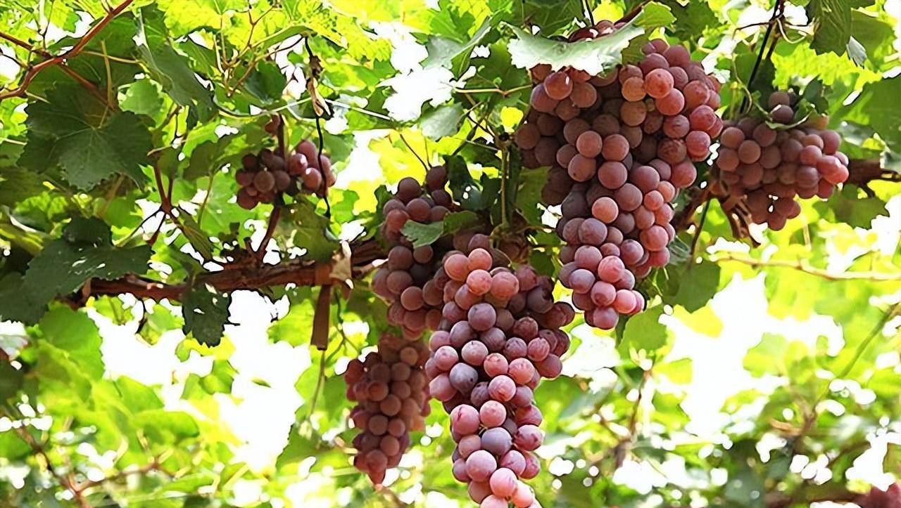 龙眼葡萄是中国古老的栽培品种,被郭沫若誉为"北国明珠",早在清光绪年