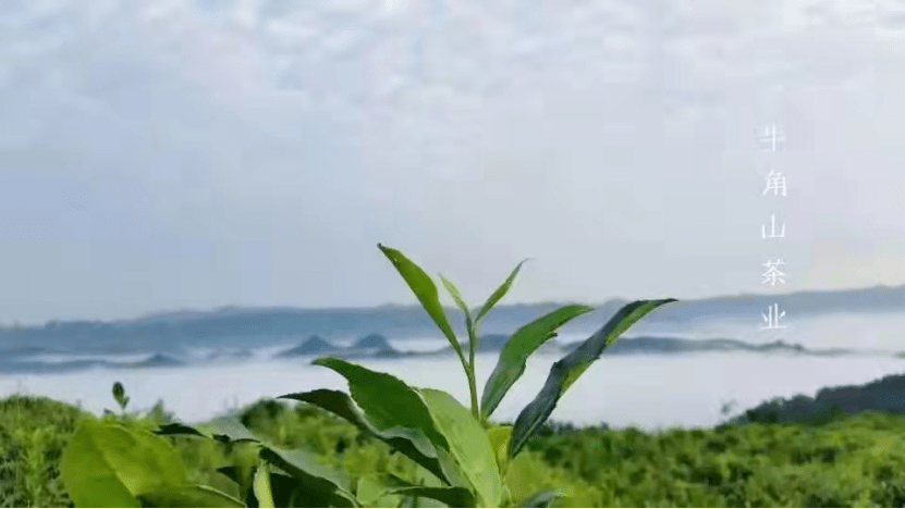 牛角山茶业图片