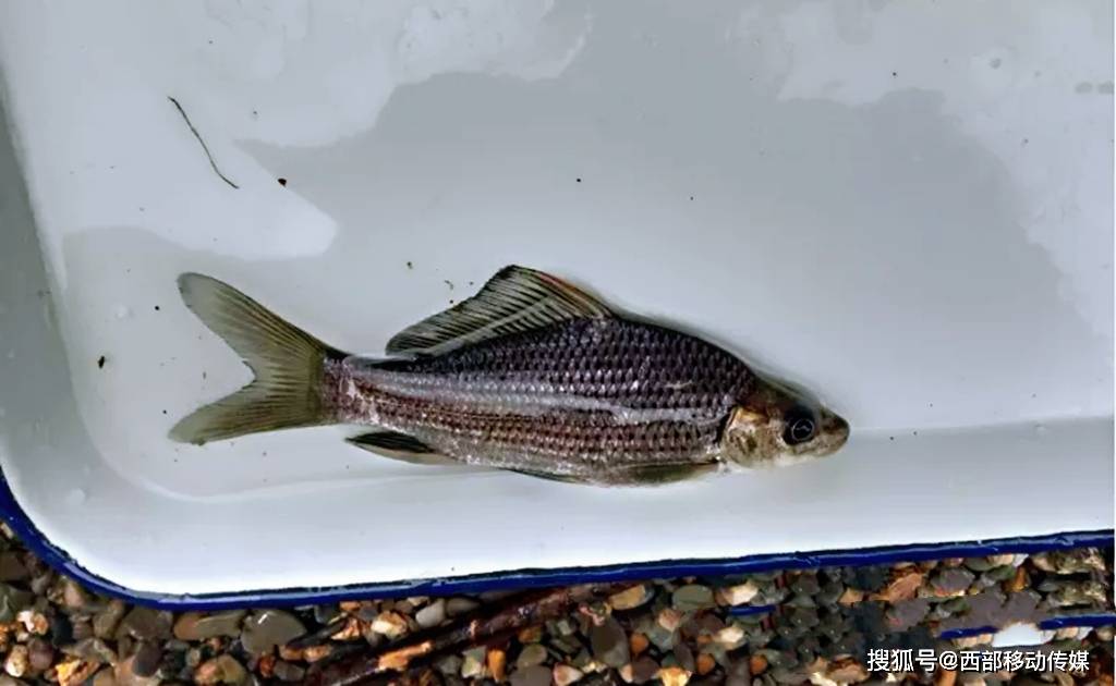 長江上游珍稀特有魚類雲南管護局赤水河流域生物多樣性監測成果豐