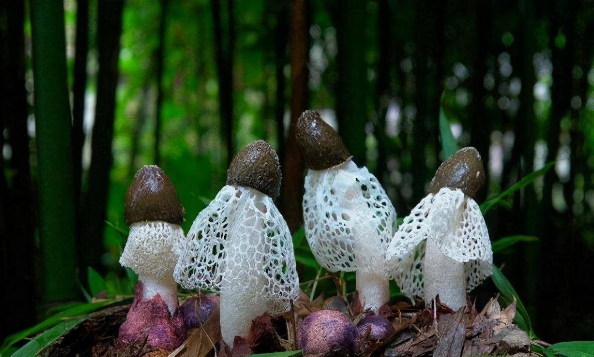 农村女孩竹林仿野生种植竹荪,帮助村民收入涨4倍,有啥不一样_刘小妹