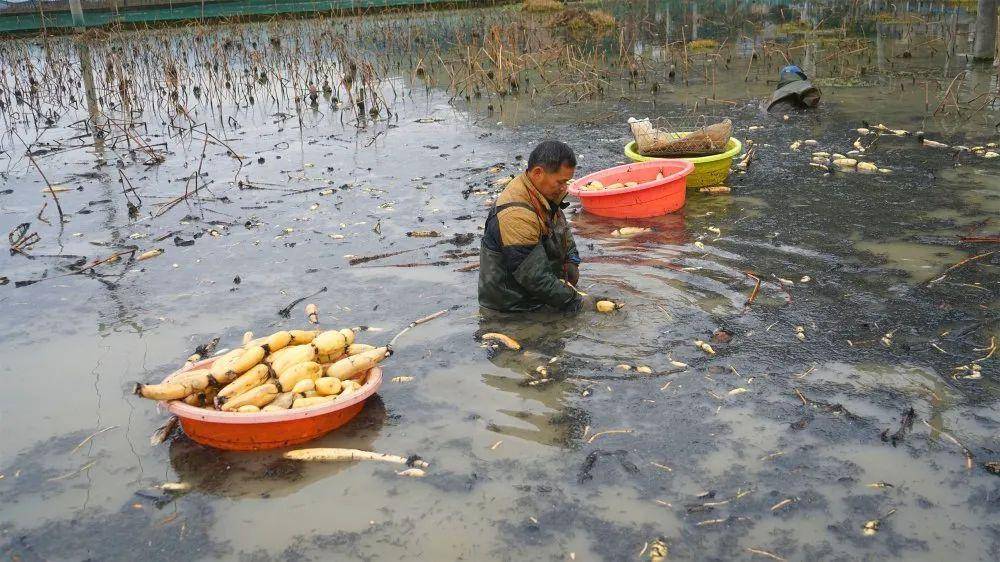 黄平学坝村:种植特色莲藕,助力乡村振兴_村民_陈治_就业