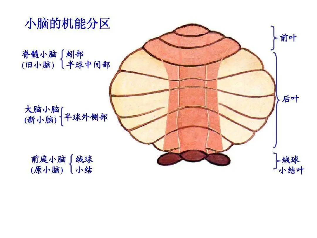 小脑脚图谱图片