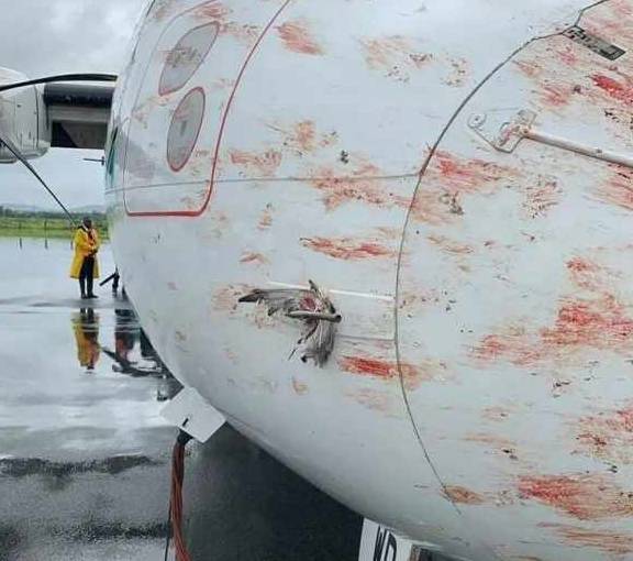 客机降落时遭遇一群大鸟撞击 机头血迹斑斑 画面恐怖