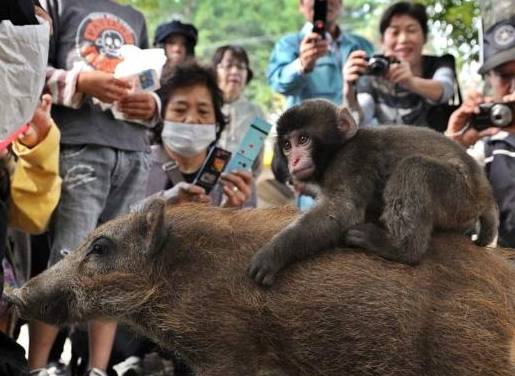 猴子和猪成了好朋友,每天都骑在猪背上,这不是大师兄和二师弟吗_野猪