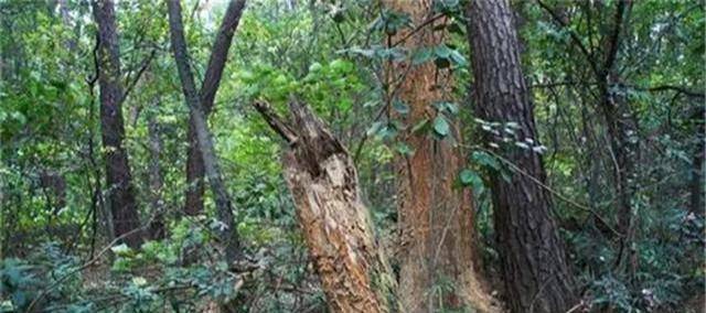 21年前，武汉发生怪事，700多棵树突然被折断，专家至今无解