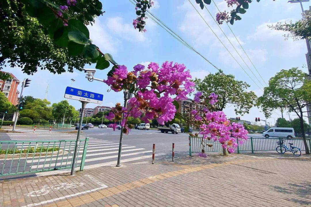 随手一拍都是风景！来宝山街头，遇见热情明艳的紫薇