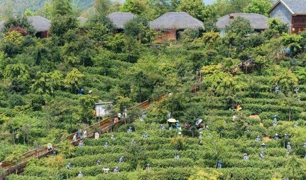 榨油作坊,無邊泳池,茶園等等旅遊景點,因為其位於九連山邊緣位置處