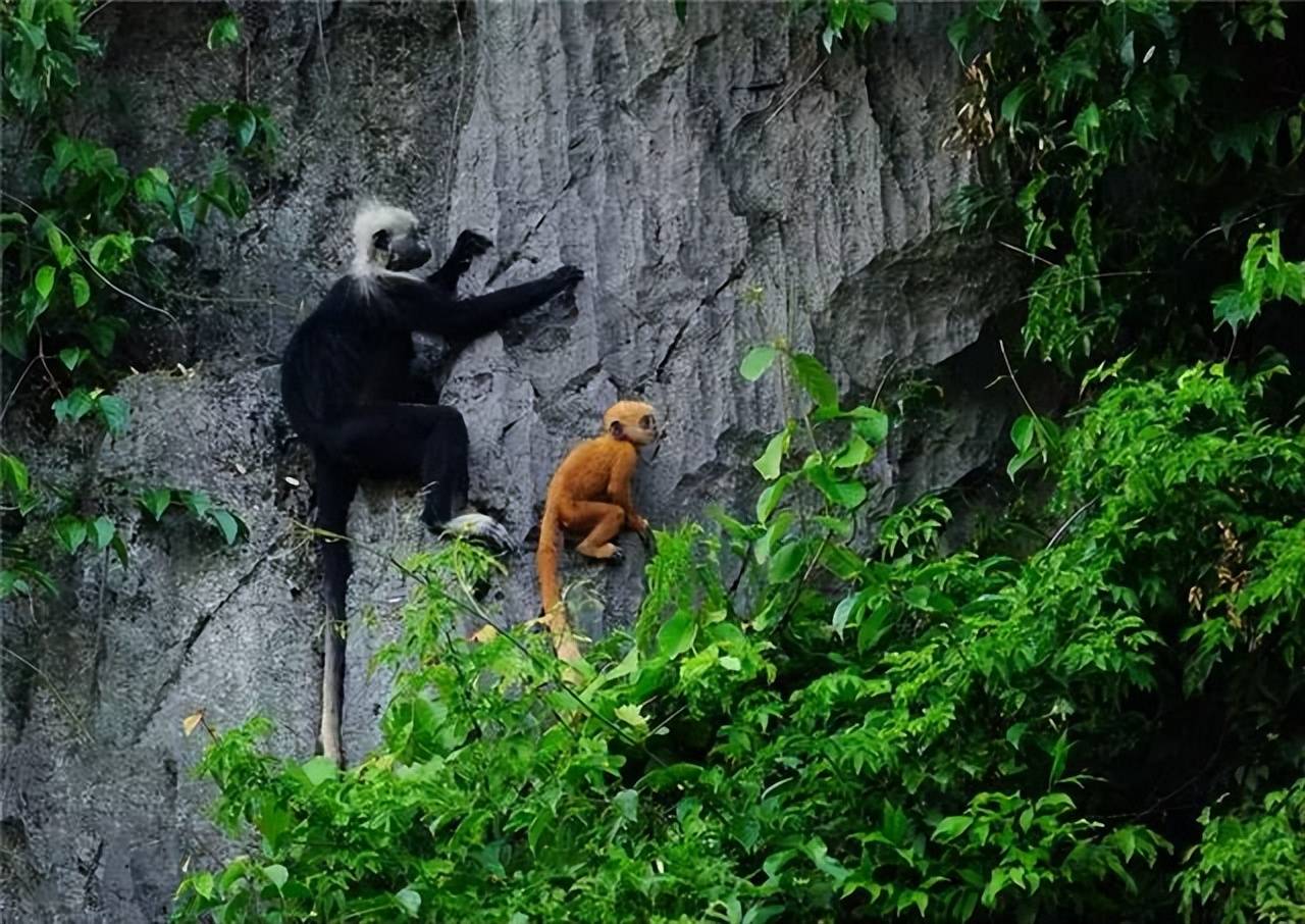 广西发现极度濒危动物，头上一撮白毛，住在悬崖岩洞里，常在峭壁上跳跃